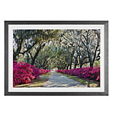 Azaleas