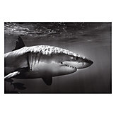 White Shark Profile