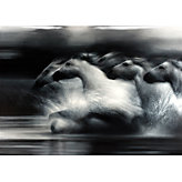 Silver Runaways - Glass Coat