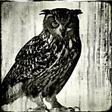 Nocturnal - Glass Coat