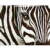 Zebra - Glass Coat