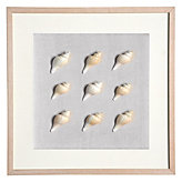 Spindle Shell Shadowbox