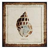Coquilles 2