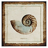 Coquilles 1