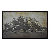 Sugarmill Oak