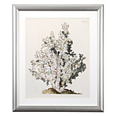 Antique Coral 1