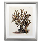 Antique Coral 2