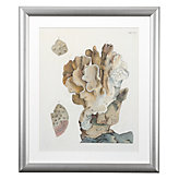 Antique Coral 4