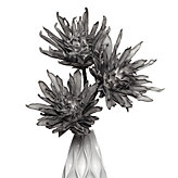 Artichoke Flower - Grey - Set of 3