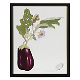 Aubergine