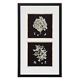 Black Corals 1