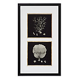 Black Corals 2
