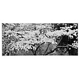 Blossom Tree