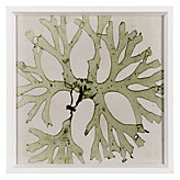 Brilliant Seaweed 3