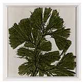 Brilliant Seaweed 4