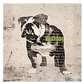 Bull Dog