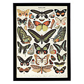 Butterflies