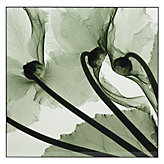 Cyclamen