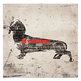 Dashshund