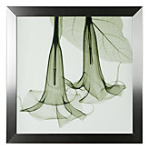 Datura