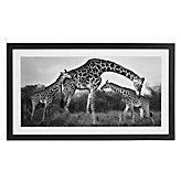 Giraffe Family
