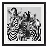 Namibia Zebras