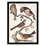 Natural History Birds