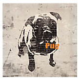 Pug