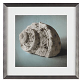 Seashell Study 1