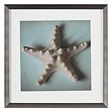 Seashell Study 2