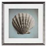 Seashell Study 3