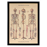 Skeletal System