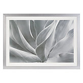 White Agave