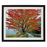 Wild Red Maple