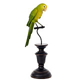 Yellow Parrot on Perch