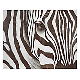 Zebra on Canvas