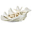 Large Atlantis Clam Shell