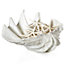  Extra-large Atlantis Clam Shell