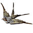 Bird Jewel Boxes