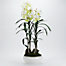 White Vanda Pot