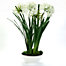 Potted Agapanthus
